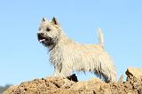 CAIRN TERRIER 323
